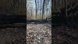 cane corso dog #shorts #tiktok #pets #funny #cute #newvideo #animals