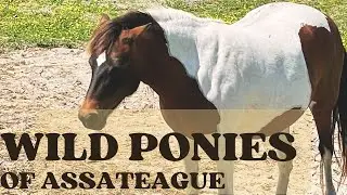 Searching for wild ponies on Assateague Island - Maryland