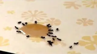 Odorous house ants