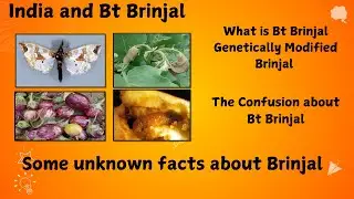Real Facts about Bt Brinjal || GM Brinjal || Long lasting control of Fruit and Shoot Borer ||