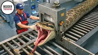 Inside A Mega Factory - Chinese Farmers Harvest Thousands Of Tons Of Snake Skin And Meat Every Week