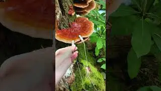 Reishi plays synth&hellip; danger creek crossing