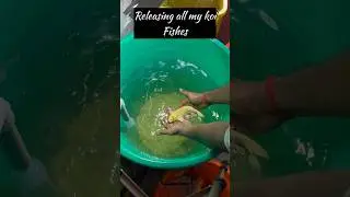 🤯BUILDING a KOI fish POND🐠|🤩TEMPORARY pond SET 🆙 | EXOTIC & AMAZING koi INDOOR pond