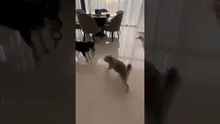 # #shortsvideo #dogshorts #dogroutine