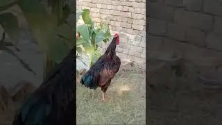 Good Morning Hen Rooster sounds 🐓🐓🐓🐓🐓🐓🐓🐓🐓🐓🐓🐓🐓🐓🐓🐓🐓🐓🐓🐓🐓