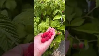 fresh from the Garden #shortsfeed #shortsfeed  #raspberry  #superfood #fruits  #freshfromgarden