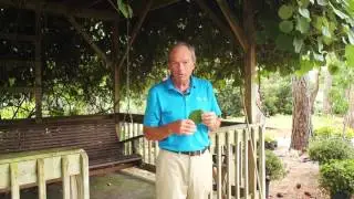 Garden Tips Kiwi Vines