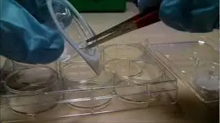 ThinCerts&trade; Cell Culture Inserts