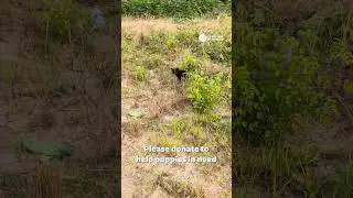 Tiny Puppies Dumped To Die