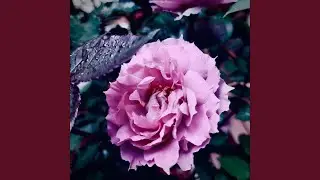 Landscape of Forever Changing (feat. Megurine Luka)