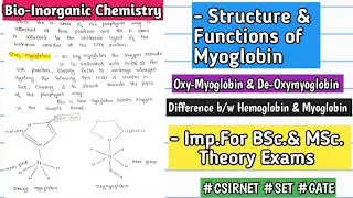 MYOGLOBIN - Structure & Functions |Difference B/W Hemoglobin & Myoglobin  #bscnotes #mscnotes