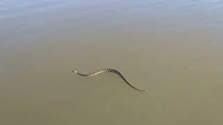 Giant Rattlesnake swimming Lake Eufaula Oklahoma Nov 15 2018