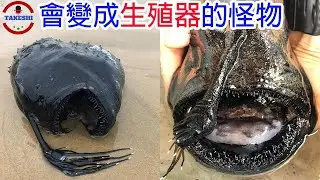 [生物放大鏡]