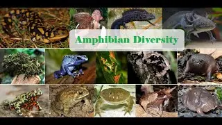 Amphibian Diversity