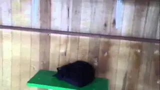 The Huachipa refuge, home to many Kennedy Park cats, needs your help!