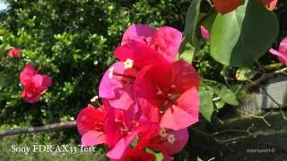 NEW Sony FDR-AX33 Handycam Camcorder 4K HD Test Footage Video