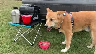 A Solo Picnic Adventure with My Dog in Poland, Narew River