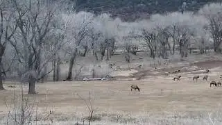 Elk Herd Grazing North of Durango, CO.