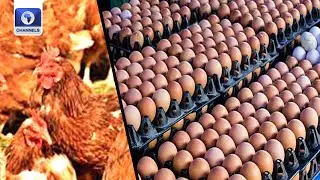 Plight Of Poultry: Farmers We May End Up Not Having Chickens And Eggs - Assoc Chairman
