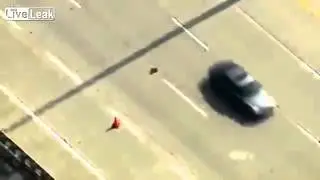 Ducks Crossing Freeway