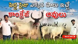 పెద్ద సైజు ఎక్కవ పాలు ఇచ్చే కాంక్రేజ్ ఆవులు  | Big Size and High Milking Kankrej Cows | Desi Cows