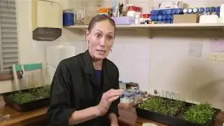 Wild rocket packs a nutritious punch