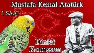 Mustafa Kemal Atatürk  muhabbet kuşu Konuşturma