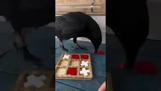 Crow win XO and celebrate 🤣 its to funny #crow #birds #funny #shorts