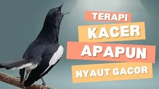 Suara kacer gacor ngeplong dijamin bikin kacer apasaja supaya nyaut gacor!