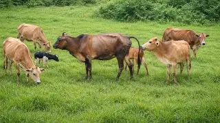 Cows&rsquo; Leisurely Journey: All You Can Eat Grass on the Way to the Pen!