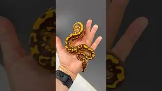 CRAZY New Monarch Pied Combo! #animals #ballpython #reptiles #snake #ballpythonmorphs