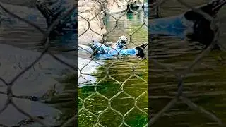 Zoo Fun PT 7 #zoo #music