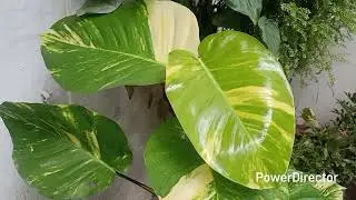 How to grow Big Leaf Money Plant 