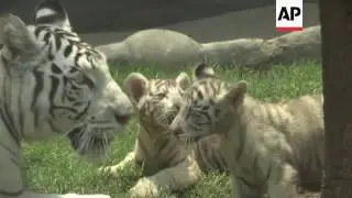 White Bengal tiger cubs are new attraction at Peru zoo