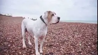 World Class Dog, No.1 TULLA Bully Kutta Female