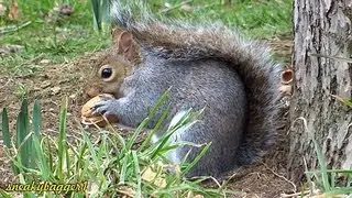 Cheeky Squirrel Cracks Open A walnut