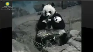 12-10-2015 Gentle Giant Mei's Armful of Bei Bei