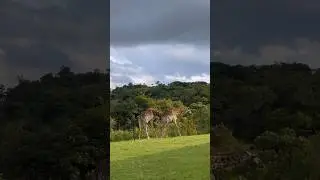 Mating Season : Male Giraffes fight for dominance while female watches 