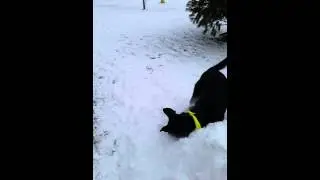Snow Drift Face Plant
