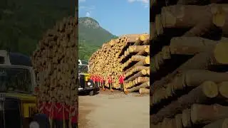 100 anni suonati