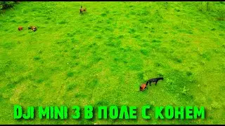 DJI MINI 3 Pro. Кони в полек санатория Долина Нарзанов...