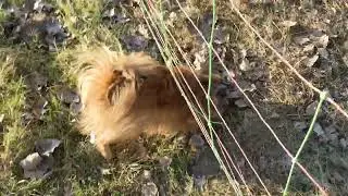 Lisko und die Schafnetze ...