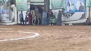 الدولي عبدالله مدحت البيطار والحصان افيونه