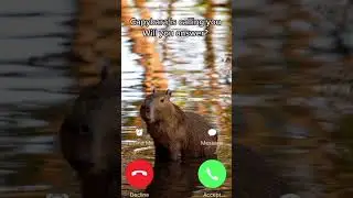 CAPYBARA NFT COLLECTION | link in bio |   #shorts #memes #capybara #funny #nftproject #roadto2k