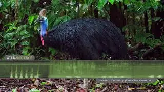 Cassowary Sound & Calls - The deep growls & rumbles of a Southern Cassowary