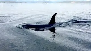 Spectacular Close Up Video of Orcas rubbing up on a Beach!