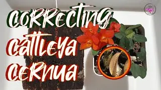 Set Up Change Semi Hydroponics to Mounted Miniature Cattleya cernua STOP the DECLINE #ninjaorchids