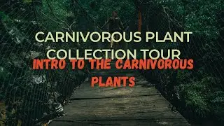 Carnivorous Plant Collection Tour: Intro to the Carnivorous Plants