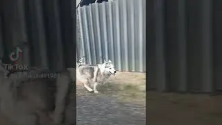 Альма пробежка #сургут86