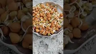Feeding for birds #birdsfeeding #africanlovebirds #cockatielbreeding #breedingbirds